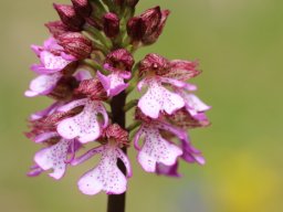 Orchis_purpurea